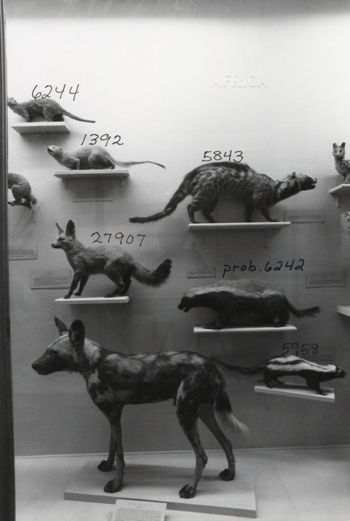 Media type: image; Mammalogy 6244 shows cataloged_item 1392 shows cataloged_item 5843 shows cataloged_item 27907 shows cataloged_item 6242 shows cataloged_item 5958 shows cataloged_item 25017 Description: Image of historic display showing MCZ 6244, MCZ 1392, MCZ 5843, MCZ 27907, MCZ 6242, MCZ 5958, and MCZ 25017;
